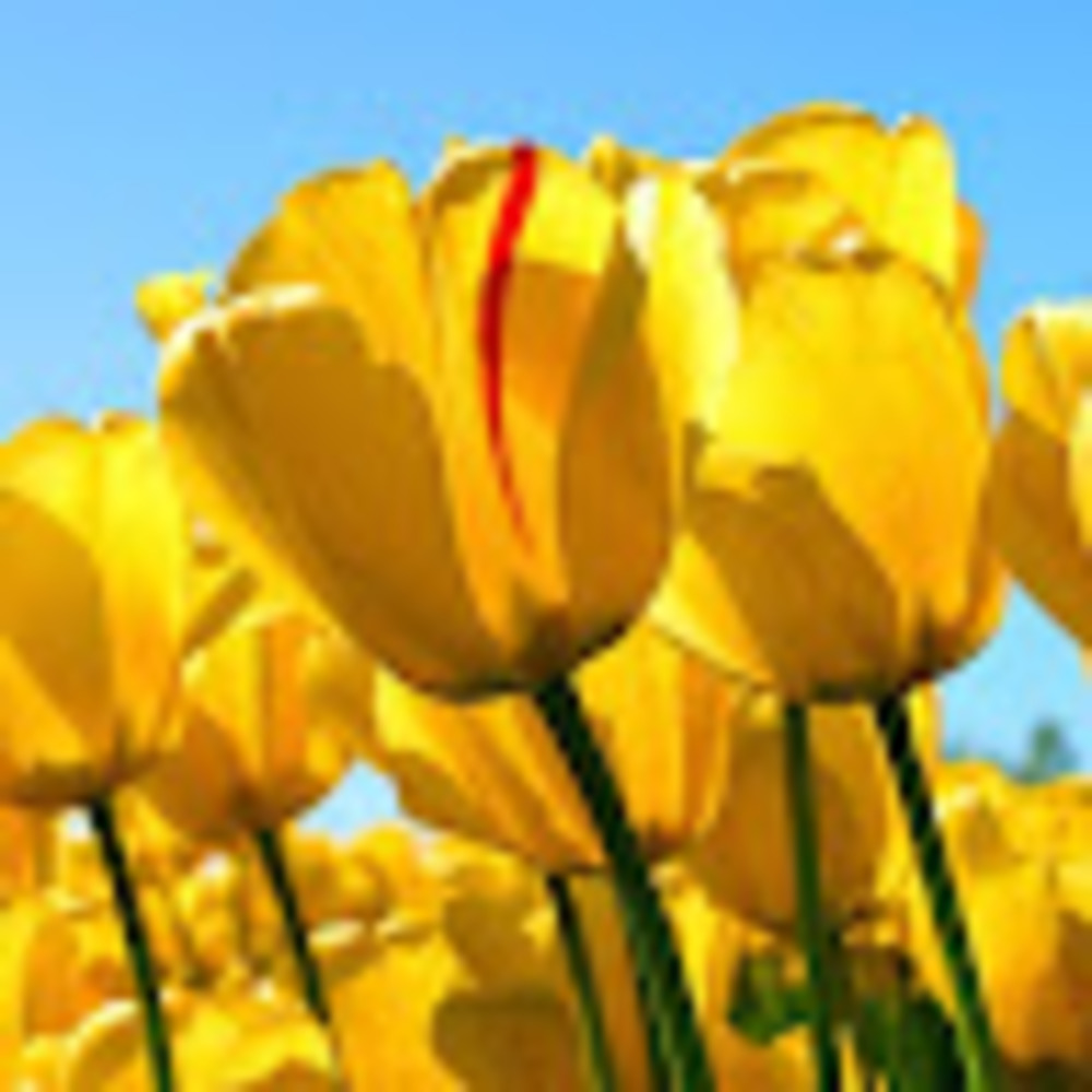 Meet your Posher, Maria